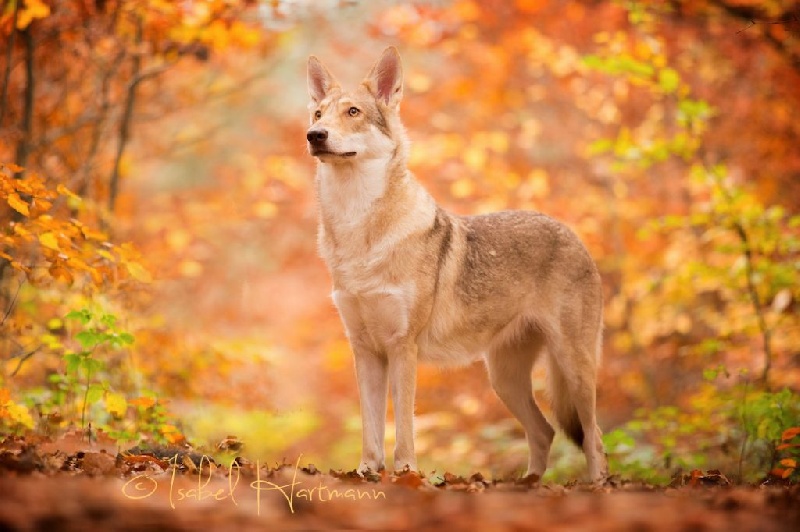 Greywolf-guérande de la compagnie du loup gris