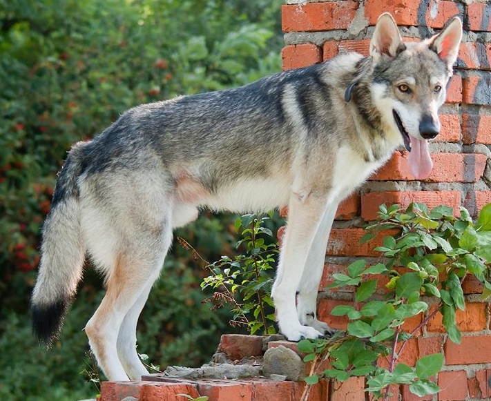 CH. Anubis fenrir Netis Tala