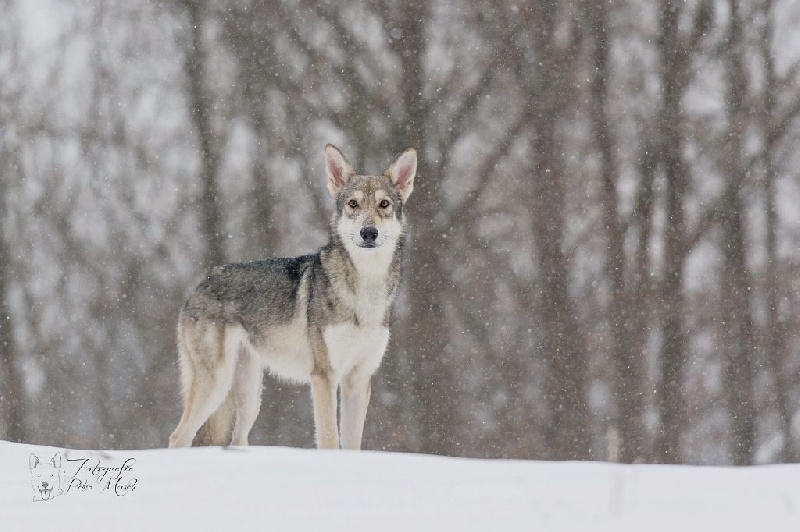 Anvalia nocta Netis Tala
