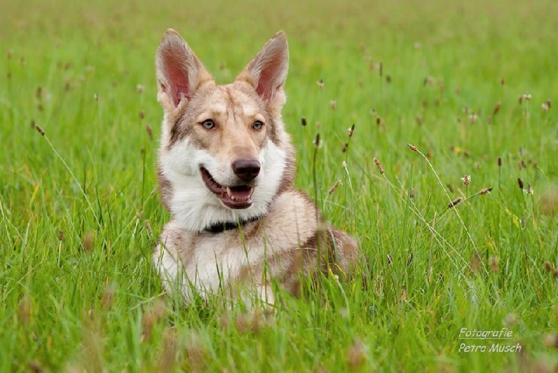 Guérande printemps 2014